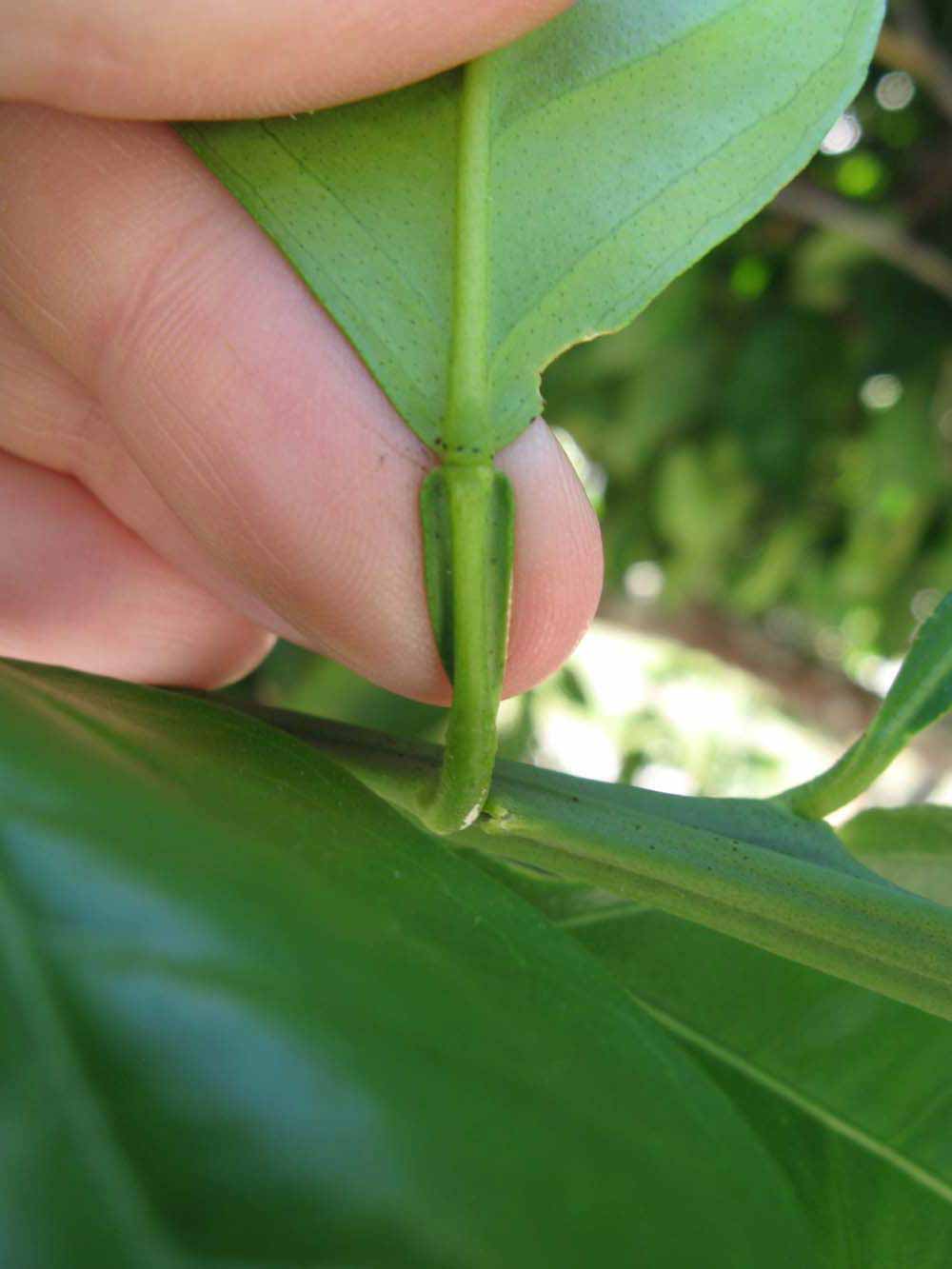              Petiole (Winter Haven, FL)       